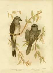 Graucalus terrestre o Cuculo Shrike, 1891
